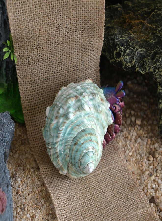 iao.v.p 2pcs XXL Hermit Crab Shells, Natural Sea Conch, Green, Polished, Coastal, Tabletop Ornaments, Holds Up to 1.9-2.2" Hermit Crab, 3.5-3.9" Length - Image 5
